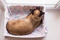 Cat sleeping in box. Royalty Free Stock Photo