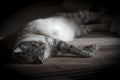Cat sleeping on a brown blanket in sun ray Royalty Free Stock Photo