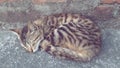 Cat sleeping calm brown adult animal feeline