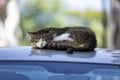 A cat sleeping on a car in Portugal Royalty Free Stock Photo