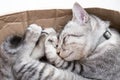 Cat sleeping in a cardboard box. Royalty Free Stock Photo