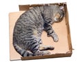 Cat sleeping in a cardboard box Royalty Free Stock Photo