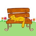Cat sleeping on the chair Royalty Free Stock Photo