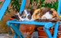 Cat is sleeping on the chair Royalty Free Stock Photo