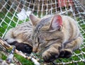 Cat sleeping in a chair Royalty Free Stock Photo