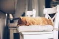 Cat sleeping on a chair Royalty Free Stock Photo