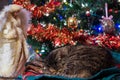 Cat sleeping by Christmas tree with Angel Royalty Free Stock Photo