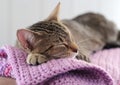 Cat sleeping Royalty Free Stock Photo
