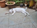 A lazy white cat sleeping in balcony, with plants and flower pots in the background. On a dusty floor.