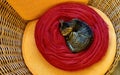 Cat sleeping in a cosy circle Royalty Free Stock Photo