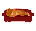 Cat sleeping on couch. Pet asleep emotions. kitty dormant. Vector illustration