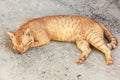 Cat sleeping crouch on the floor.