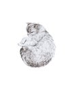 Cat sleeping curled up. Watercolor illustration isolated on white background Royalty Free Stock Photo