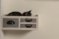 Cat sleeping in decorative drawer attached to the wall. Cat in quarantine sleeping in box. Royalty Free Stock Photo