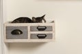 Cat sleeping in decorative drawer attached to the wall. Cat in quarantine sleeping in box. Royalty Free Stock Photo