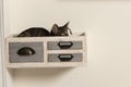 Cat sleeping in decorative drawer attached to the wall. Cat in quarantine sleeping in box. Royalty Free Stock Photo