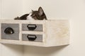 Cat sleeping in decorative drawer attached to the wall. Cat in quarantine sleeping in box. Royalty Free Stock Photo