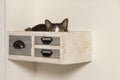 Cat sleeping in decorative drawer attached to the wall. Cat in quarantine sleeping in box. Royalty Free Stock Photo