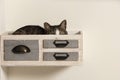 Cat sleeping in decorative drawer attached to the wall. Cat in quarantine sleeping in box. Royalty Free Stock Photo