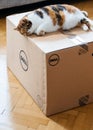 Cat sleeping on DELL computer box