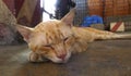 Cat sleeping face, red-haired stray cat sleeping on cement background