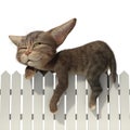 Cat sleeping on the fence