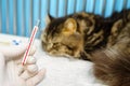 A cat sleeping with fever, was checked temperature with thermometer in small animal hospital or veterinary clinic.