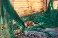 Cat sleeping on fishing nets