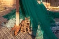 Cat sleeping on fishing nets Royalty Free Stock Photo