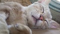 Cat sleeping on floor and closed his eyes