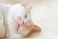 Cat sleeping on the floor. Happy tabby cat resting at home. Domestic feline life.