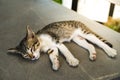 Cat sleeping on the floor Royalty Free Stock Photo