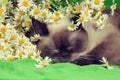 Cat sleeping in flowers Royalty Free Stock Photo