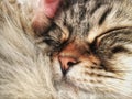 Cat sleeping, foreground of a tender siberian kitten