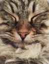 Cat sleeping ,foreground of a tender siberian kitten long haired