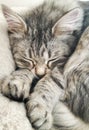 Cat sleeping ,foreground of a tender siberian kitten long haired