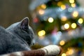 The cat is sleeping in front of the New Year tree. The breed is Russian blue Royalty Free Stock Photo