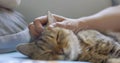 Cat sleeping and geting massage on face by woman