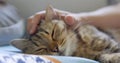 Cat sleeping and geting massage on face by woman