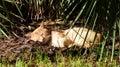 Cat sleeping in the grass Royalty Free Stock Photo
