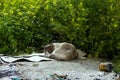 Cat sleeping on the ground Royalty Free Stock Photo