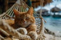 Cat Sleeping in a Hammock on the Beach