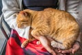 The cat is sleeping happily. Royalty Free Stock Photo