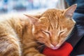 The cat is sleeping happily. Royalty Free Stock Photo