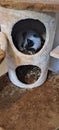 Cat sleeping in his house tower