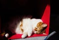 cat sleeping inside red box taking a sunbath