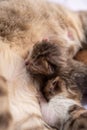 a cat sleeping on its back and being fed by someone Royalty Free Stock Photo