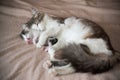 Cat sleeping with kitten and hugs him Royalty Free Stock Photo