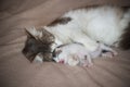 Cat sleeping with kitten and hugs him Royalty Free Stock Photo