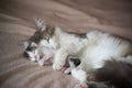 Cat sleeping with kitten and hugs him Royalty Free Stock Photo